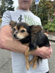 Found/Stray Unknown Dog last seen 250th and 43rd Ave S, Kent, Kent, WA 98032