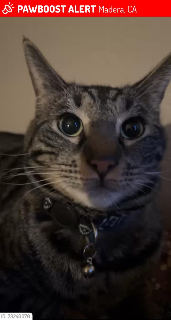Lost Male Cat last seen P Street, Olive Avenue, Madera, CA 93637