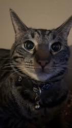 Lost Male Cat last seen P Street, Olive Avenue, Madera, CA 93637