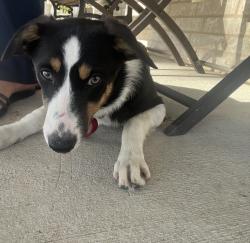 Lost Female Dog last seen CR 109, CR 119, CR 108, CR 118, Kaufman, TX 75142