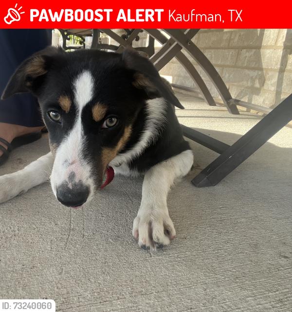 Lost Female Dog last seen CR 109, CR 119, CR 108, CR 118, Kaufman, TX 75142