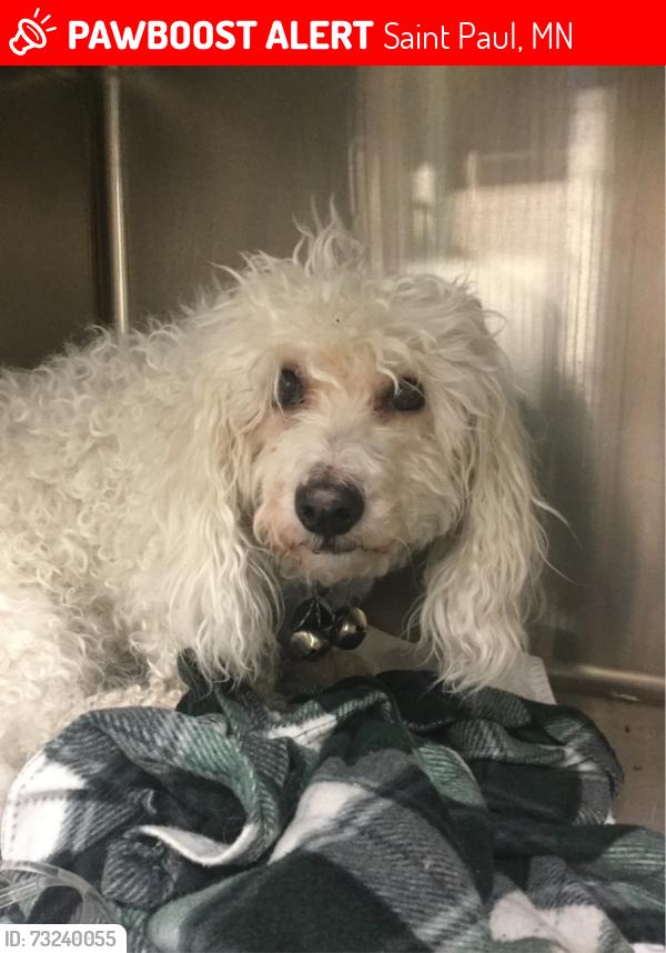 Lost Female Dog last seen Smith ave s and Morton Street, Saint Paul, MN 55107