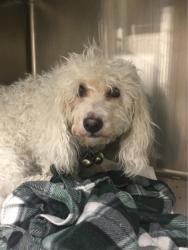 Lost Female Dog last seen Smith ave s and Morton Street, Saint Paul, MN 55107