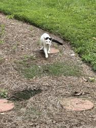 Found/Stray Female Cat last seen Guilford College Rd, Greensboro, NC 27409