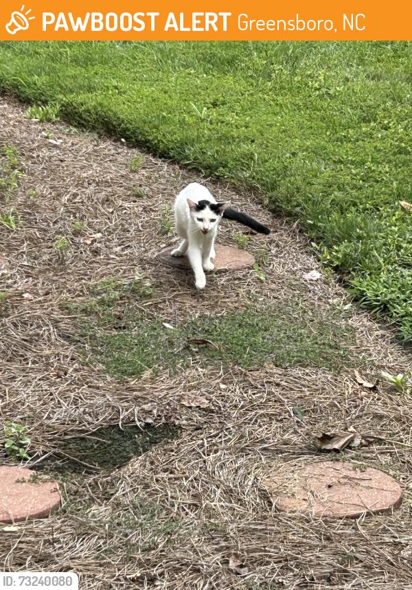 Found/Stray Female Cat last seen Guilford College Rd, Greensboro, NC 27409