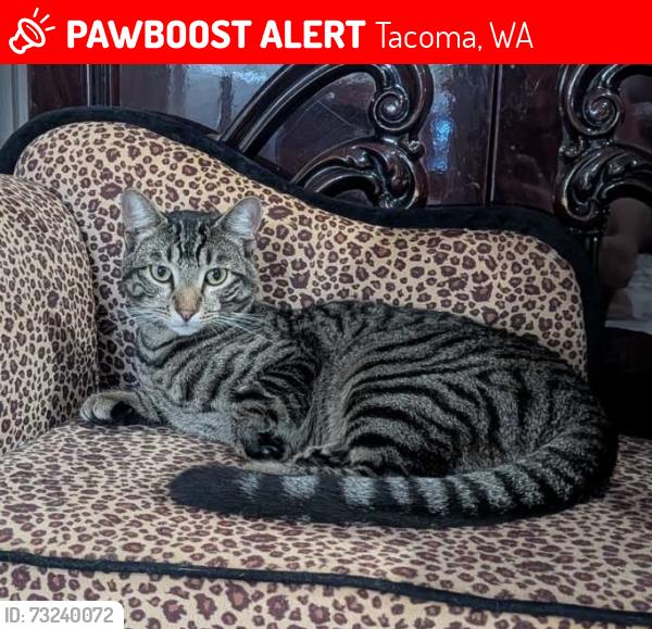 Lost Male Cat last seen Last seen behind 2109 65th Ave NE, heading east towards 67th Ave NE through connected backyard, Tacoma, WA 98422