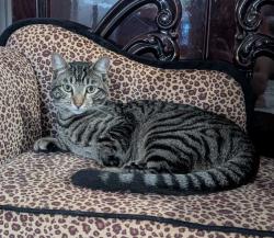 Lost Male Cat last seen Last seen behind 2109 65th Ave NE, heading east towards 67th Ave NE through connected backyard, Tacoma, WA 98422
