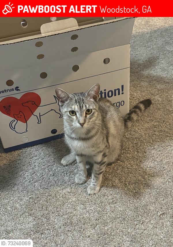 Lost Female Cat last seen Towne Lake Pkwy, Woodstock, GA 30189