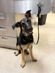 Shelter Stray Female Dog last seen Near BLOCK MARSHALL ST, PERRIS, CA, 6851 Van Buren Boulevard, Jurupa Valley, CA 92509, USA