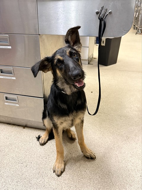 Shelter Stray Female Dog last seen Near BLOCK MARSHALL ST, PERRIS, CA, 6851 Van Buren Boulevard, Jurupa Valley, CA 92509, USA