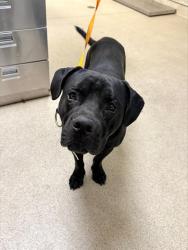 Shelter Stray Male Dog last seen VAN BUREN BLVD/ LIMONITE, JURUPA VALLEY, 6851 Van Buren Boulevard, Jurupa Valley, CA 92509, USA