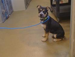 Shelter Stray Male Dog last seen OAK LN/M ST, RIO LINDA CA 95673, 3839 Bradshaw Rd, Sacramento, CA 95827, USA