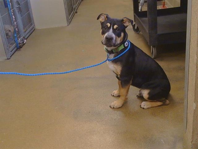 Shelter Stray Male Dog last seen OAK LN/M ST, RIO LINDA CA 95673, 3839 Bradshaw Rd, Sacramento, CA 95827, USA