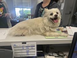 Reunited Unknown Dog last seen Daves Ave and Winchester, Santa Clara County, CA 95030