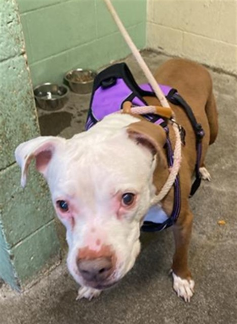 Shelter Stray Female Dog last seen ADRIATIC SEA WAY & ISKENDERUN AVE, 2127 Front St, Sacramento, CA 95818, USA