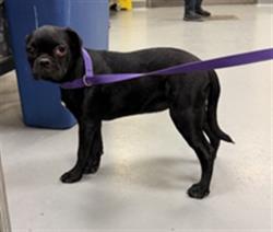 Shelter Stray Female Dog last seen RAMONA EXPY/STATE ST, SAN JACINTO CA 92582, 581 S Grand Ave, San Jacinto, CA 92582, USA