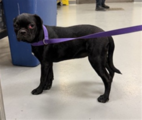 Shelter Stray Female Dog last seen RAMONA EXPY/STATE ST, SAN JACINTO CA 92582, 581 S Grand Ave, San Jacinto, CA 92582, USA