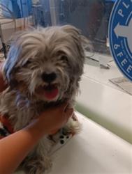 Shelter Stray Female Dog last seen , 1850 W 60th St, Los Angeles, CA 90047, USA