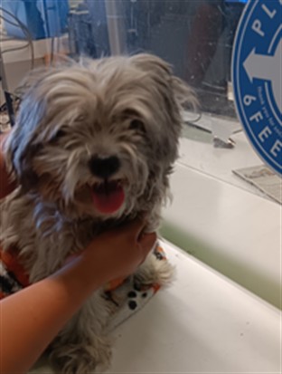 Shelter Stray Female Dog last seen , 1850 W 60th St, Los Angeles, CA 90047, USA