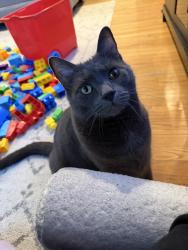 Lost Male Cat last seen Marcus road Wilmington ma, Wilmington, MA 01887