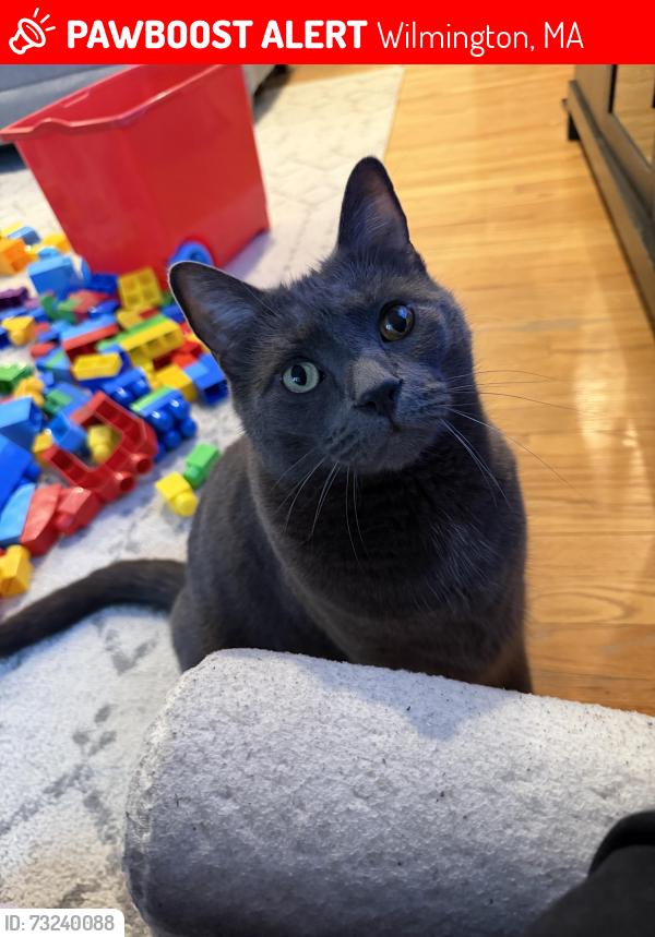 Lost Male Cat last seen Marcus road Wilmington ma, Wilmington, MA 01887