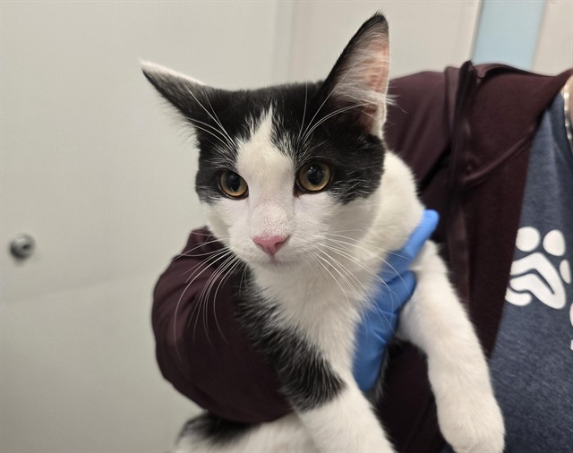 Shelter Stray Male Cat last seen Near BLOCK N EMERSON ST, DENVER CO 80205, 2080 S Quebec St, Denver, CO 80231, USA