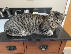 Lost Male Cat last seen wind river road, El Cajon, CA 92019