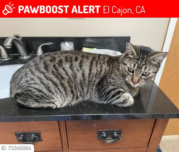 Lost Male Cat last seen wind river road, El Cajon, CA 92019