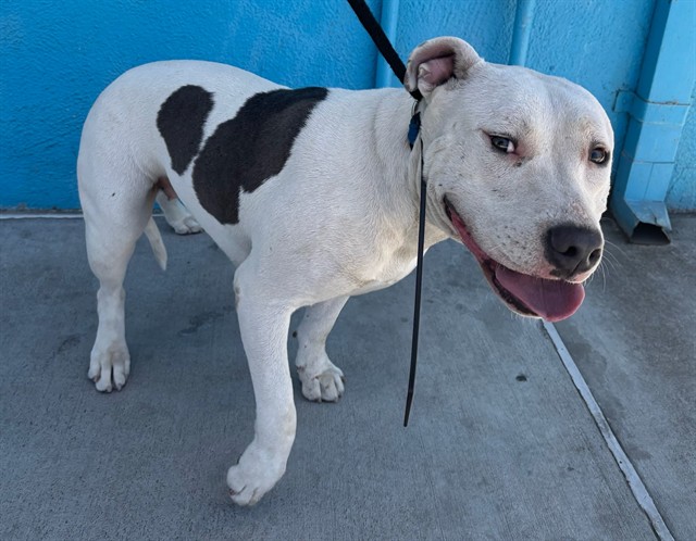Shelter Stray Female Dog last seen , 4275 Elton St, Baldwin Park, CA 91706, USA