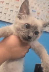 Shelter Stray Male Cat last seen UNKNOWN BAKERSFIELD, 201 S Mt Vernon Ave, Bakersfield, CA 93307, USA