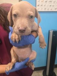 Shelter Stray Female Dog last seen 4TH UNION BAKERSFIELD, 201 S Mt Vernon Ave, Bakersfield, CA 93307, USA