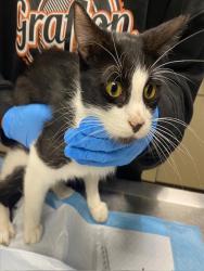 Shelter Stray Female Cat last seen , 3839 W Burnham St, West Milwaukee, WI 53215, USA