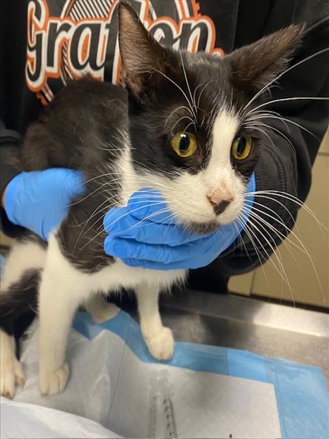 Shelter Stray Female Cat last seen , 3839 W Burnham St, West Milwaukee, WI 53215, USA