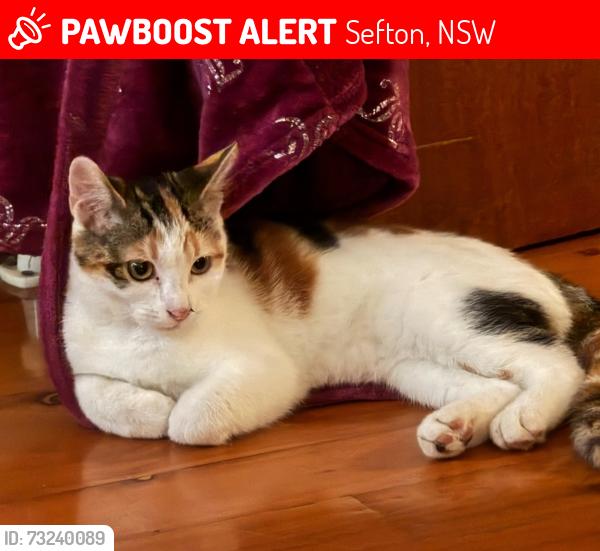 Lost Female Cat last seen Waldron Road, Sefton, NSW 2162