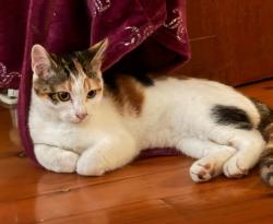 Lost Female Cat last seen Waldron Road, Sefton, NSW 2162