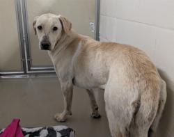 Shelter Stray Female Dog last seen Near BLOCK S 318TH ST, AUBURN WA 98001, 21615 64th Ave S, Kent, WA 98032, USA