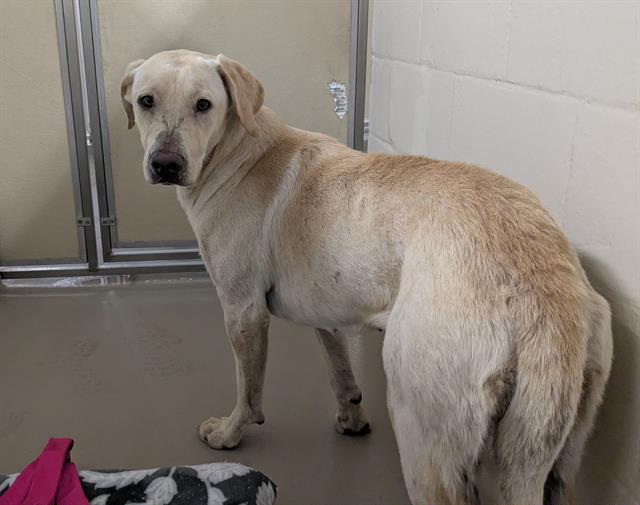 Shelter Stray Female Dog last seen Near BLOCK S 318TH ST, AUBURN WA 98001, 21615 64th Ave S, Kent, WA 98032, USA