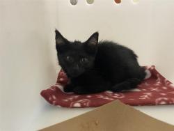 Shelter Stray Female Cat last seen Near BLOCK S 102ND ST, 3839 W Burnham St, West Milwaukee, WI 53215, USA