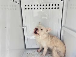 Shelter Stray Male Dog last seen , West Valley Animal Shelter, 20655 Plummer St, Chatsworth, CA 91311, USA