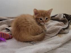 Shelter Stray Male Cat last seen Near BLOCK W BYRON PL, DENVER CO 80212, 1241 W Bayaud Ave, Denver, CO 80223, USA