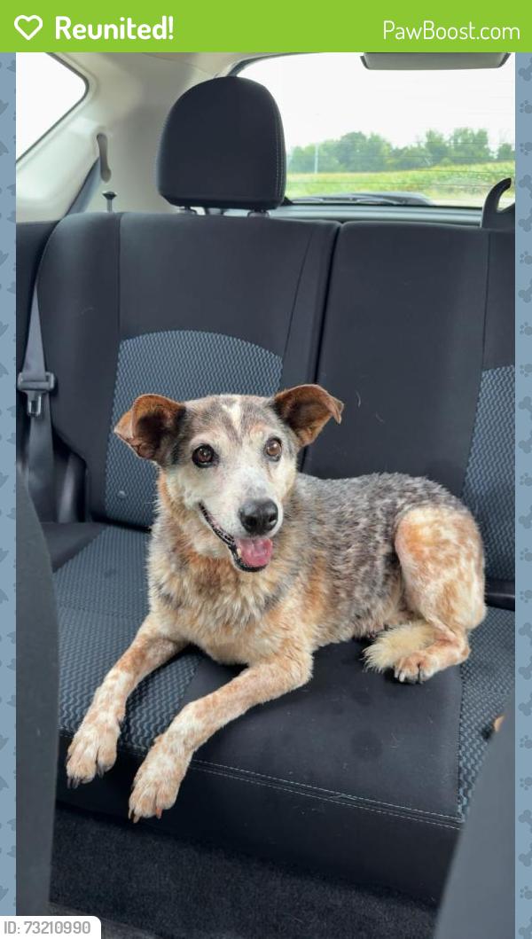 Reunited Female Dog last seen Hwy 49 between Springfield TN and Cross Plains TN, Springfield, TN 37172