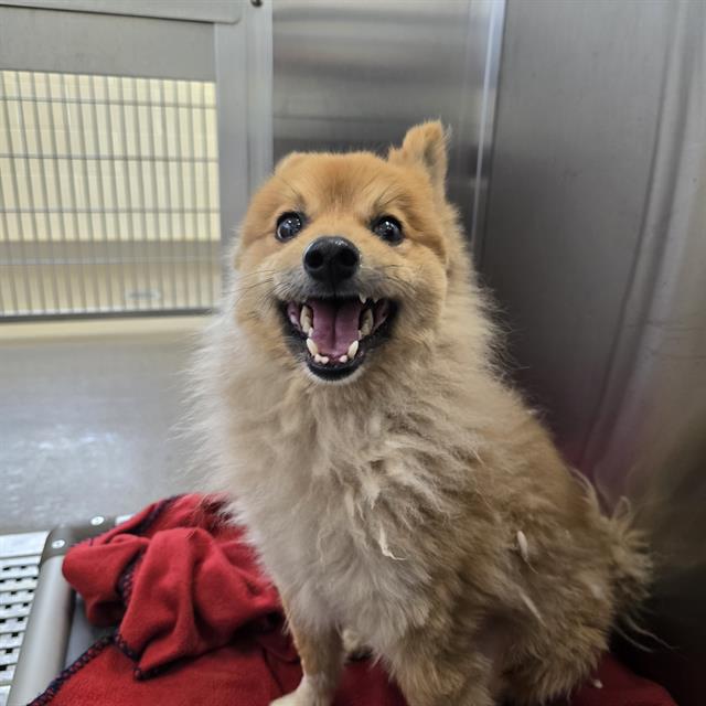 Shelter Stray Male Dog last seen Near BLOCK ZENOBIA ST DENVER CO 80219, 1241 W Bayaud Ave, Denver, CO 80223, USA