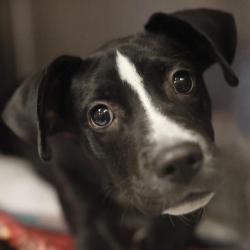 Shelter Stray Female Dog last seen Near BLOCK S FLORES, 4710 TX-151, San Antonio, TX 78227, USA