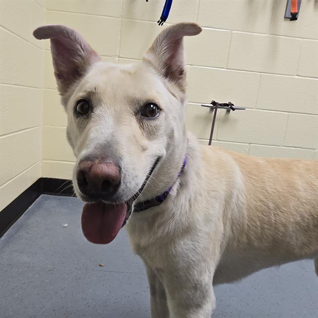 Shelter Stray Female Dog last seen Near BLOCK LEETSDALE DR DENVER CO 80246, 1241 W Bayaud Ave, Denver, CO 80223, USA
