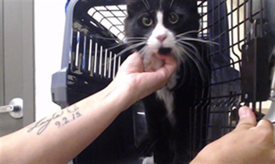 Shelter Stray Male Cat last seen Near BLOCK E ASBURY AVE, DENVER CO 80222, 1241 W Bayaud Ave, Denver, CO 80223, USA