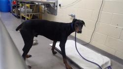 Shelter Stray Male Dog last seen Near BLOCK N TULSA CT, DENVER CO 80239, 1241 W Bayaud Ave, Denver, CO 80223, USA