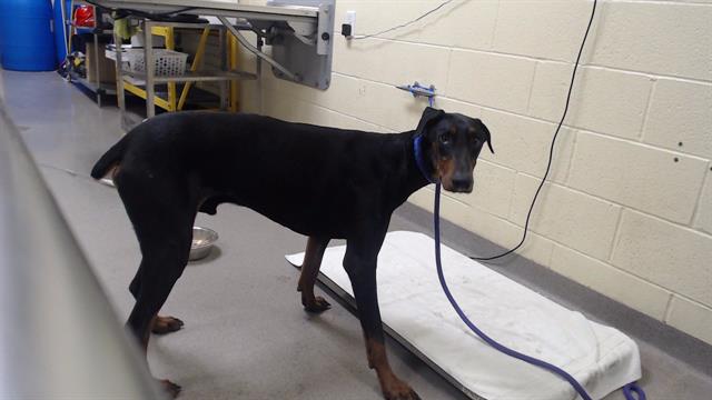 Shelter Stray Male Dog last seen Near BLOCK N TULSA CT, DENVER CO 80239, 1241 W Bayaud Ave, Denver, CO 80223, USA