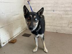 Shelter Stray Female Dog last seen Near BLOCK SPRING ST, 333 Chandler Pl, San Bernardino, CA 92408, USA