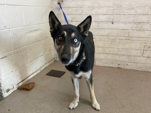 Shelter Stray Female Dog last seen Near BLOCK SPRING ST, 333 Chandler Pl, San Bernardino, CA 92408, USA
