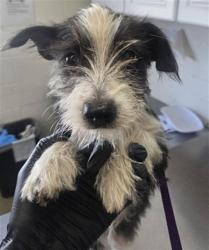 Shelter Stray Female Dog last seen SIERRA X 40TH ST, 333 Chandler Pl, San Bernardino, CA 92408, USA